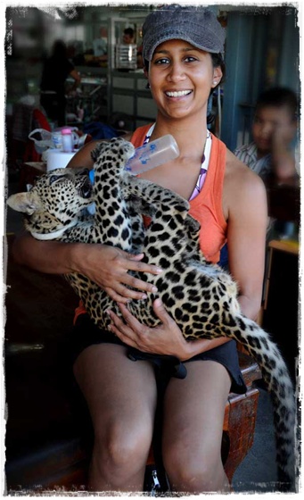 Manali Holding Tiger (or Leopard)