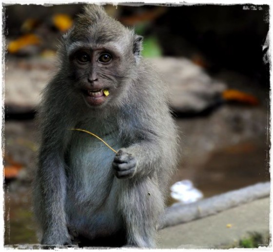Funny Monkey Picking His Teeth After Lunch