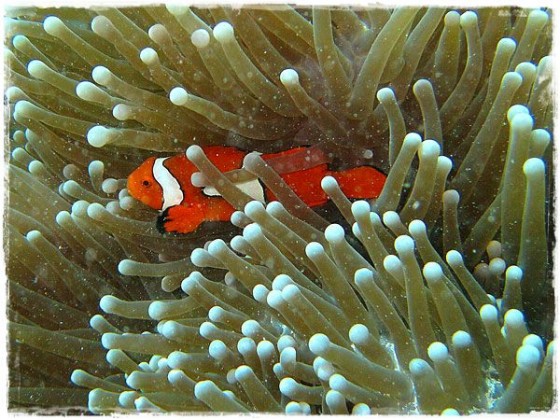 True Clown Fish (Nemo) - Great Barrier Reef