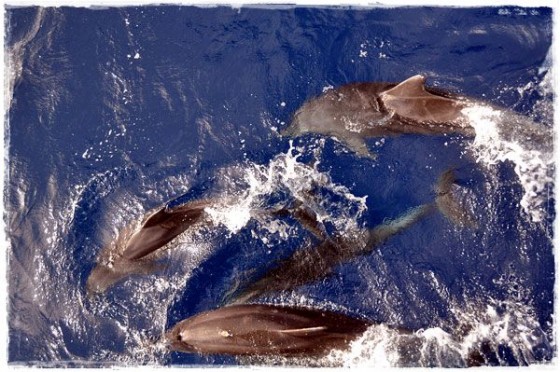 Dolphins Swimming Along Boat - Great Barrier Reef