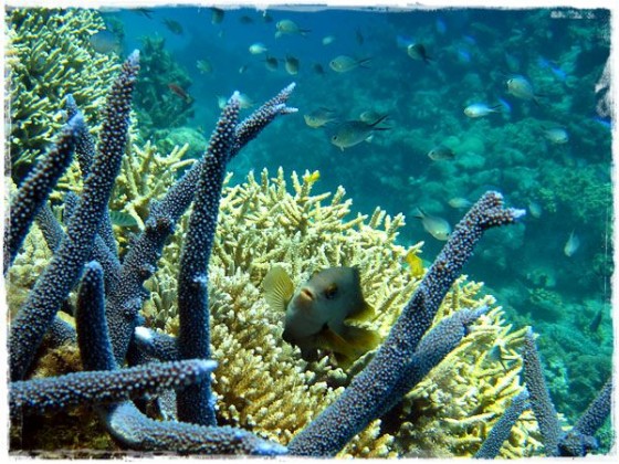 Fish In Coral - Great Barrier Reef