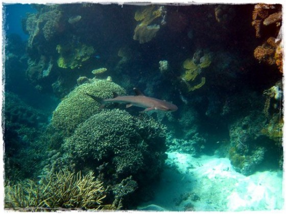 White Tip Reef Shark - Great Barrier Reef
