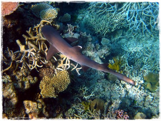 White Tip Reef Shark - Great Barrier Reef