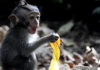Ubud | Indonesia :: Monkey Forest