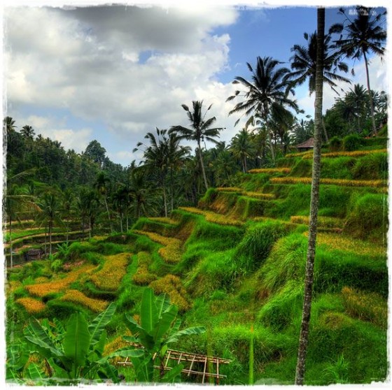 Tagallalang Rice Terrace
