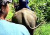 Chiang Mai | Thailand :: Baan Chang Elephant Park