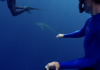 Open Water Shark Dive | Hawaii, USA