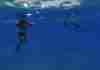 Swimming With Spinner Dolphins | Hawaii, USA